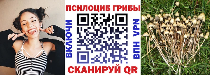 наркота  Карачев  Псилоцибиновые грибы GOLDEN TEACHER 